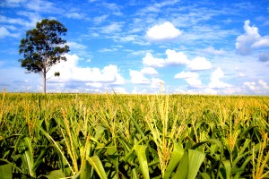 Matabeleland/Midlands farmers encouraged to venture into exports