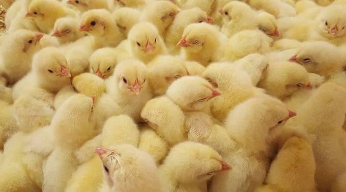 Day-old chicks demand spikes