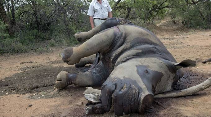 CITESâ embarrassing failure to stop illegal rhino horn trade, poaching raises colonial questions