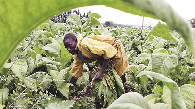 Tobacco to boost foreign currency inflows