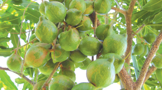 ZimTrade challenges avocado growers