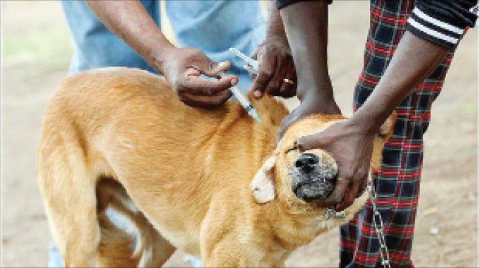 Mass vaccinations to arrest rabies