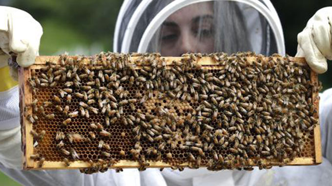 Researchers connect 160 000 bees to the Internet