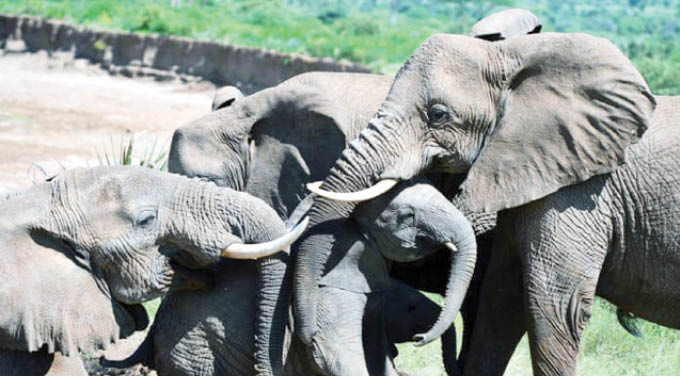 Experts say UN agency CITES allows Zimbabwe live elephant sales