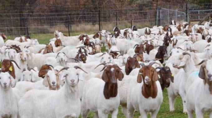 Goat sellers exempted from 21-day lockdown