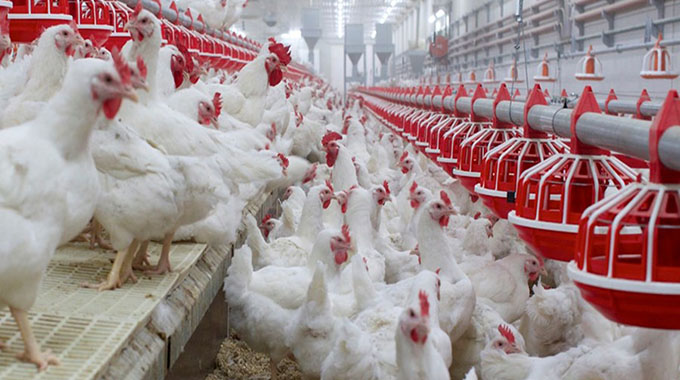 Bumper harvest to boost poultry sector