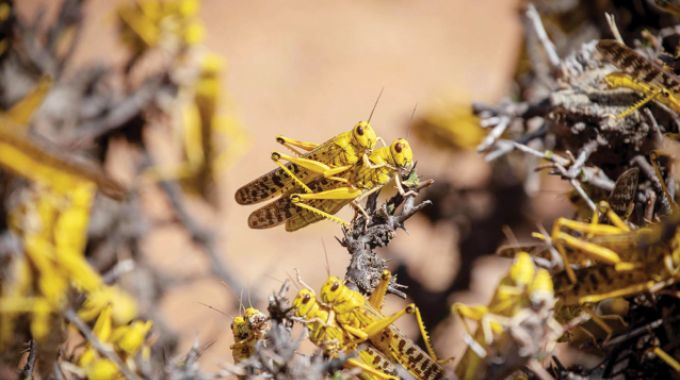 Urgent action needed to stop locust invasion in eastern Africa