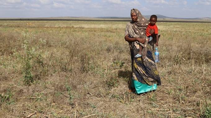 Locust invasion wipes out 200 000 ha of crops in Ethiopia