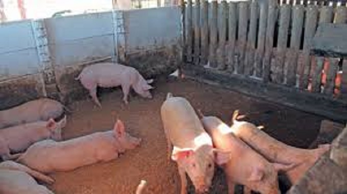 Zim imports 245 pig breeding stock to improve pork production