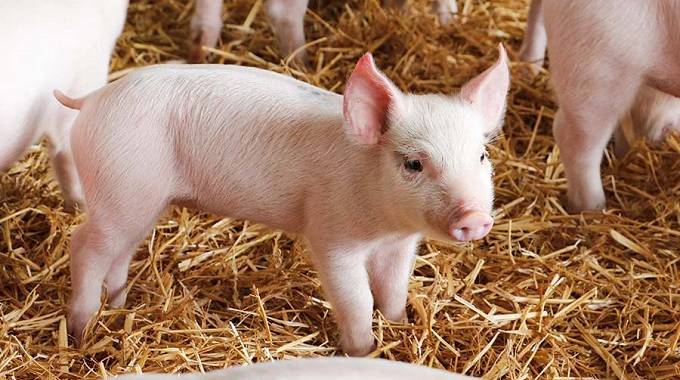 Govt donates 200 piglets to young farmers