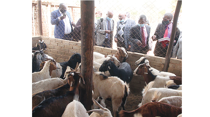 Insiza District champions goat rearing project