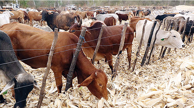 Farmers lose cattle due to lack of pastures, water