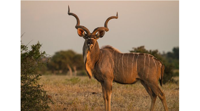 Suspected poacher arrested while skinning 6 kudus