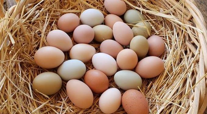 Egg imports to end chicks crisis