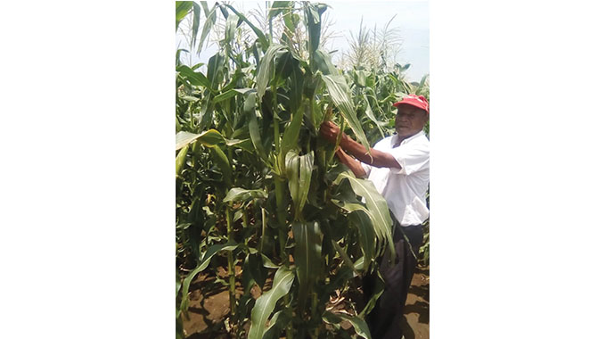 Gwanda irrigation farmers record good harvests