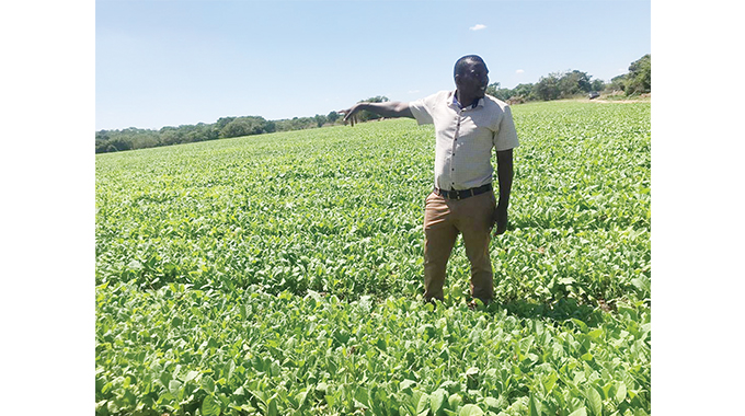 Champion farmer says tobacco can be grown anywhere in Zim