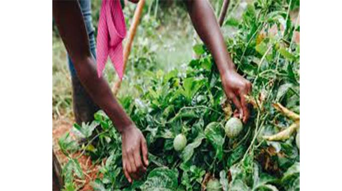 Strengthening small-holder farming ecosystems key to solving regional food insecurity - Chronicle