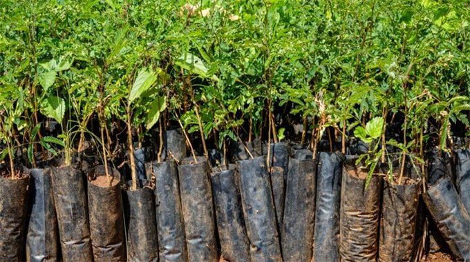 Sable Chemicals partners Nyaradzo in tree planting