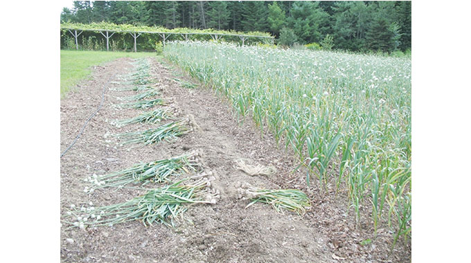 Increase garlic exports, farmers urged