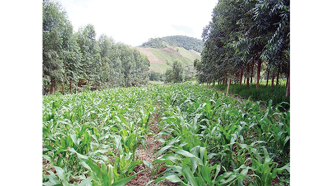 Agro-forestry – the key to sustainable food security and nutrition