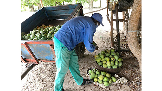 Zimbabwe’s too-productive mango growers look to the sun to boost incomes