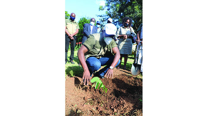 Forest restoration: a path to recovery and well-being