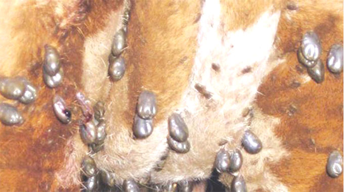 Tick grease scheme, answer to preserving livestock