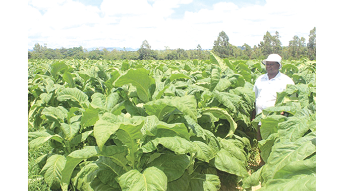 Heavy rains, good agric advice reasons for successful farming season