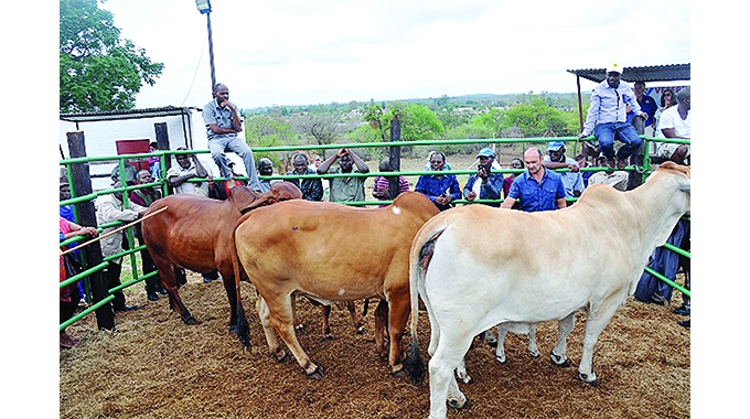 Farmers call for ban on private cattle sales