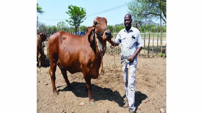 Brahman breeders advocate quality over quantity