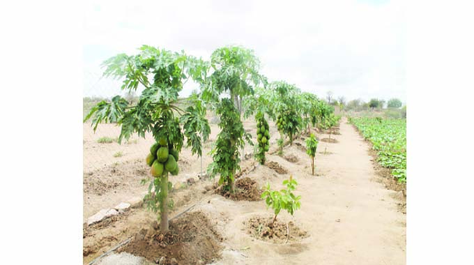 Agro-forestry model improves Mat’land South farmers’ income