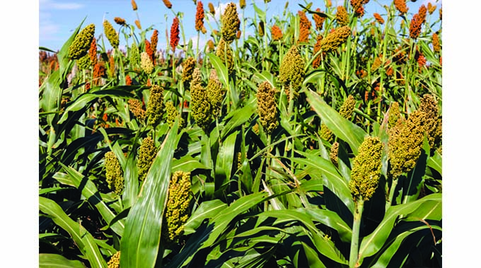 Matabeleland South farmers urged to grow small grains